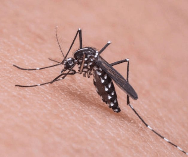 Sin registros oficiales de casos de dengue Sin registros oficiales de casos de dengue