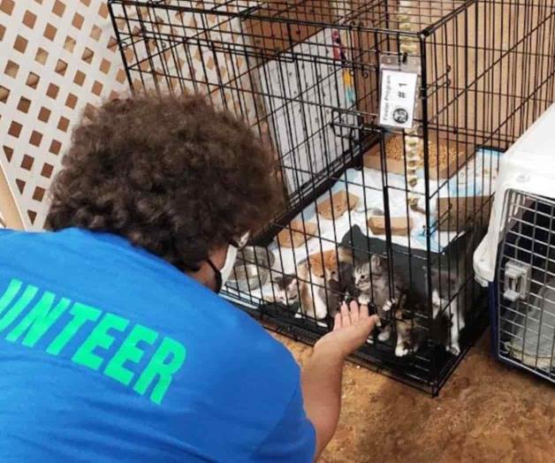Reanudan esterilización de 700 perros y gatos Reanudan esterilización de 700 perros y gatos