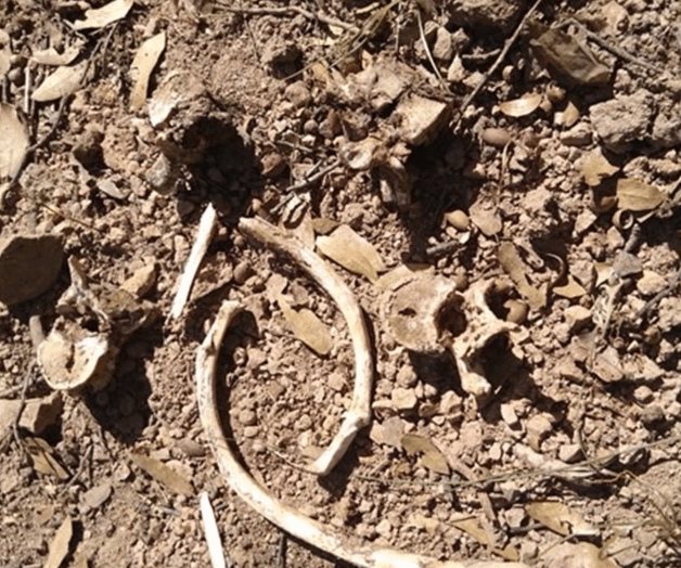 Encuentran cinco fosas clandestinas en Nogales Encuentran cinco fosas clandestinas en Nogales