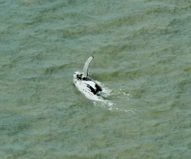 Una ballena logra salir de un río australiano con cocodrilos Una ballena logra salir de un río australiano con cocodrilos