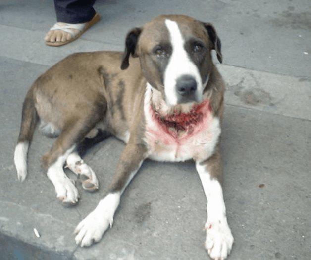 Multan a 13 por maltrato animal Multan a 13 por maltrato animal