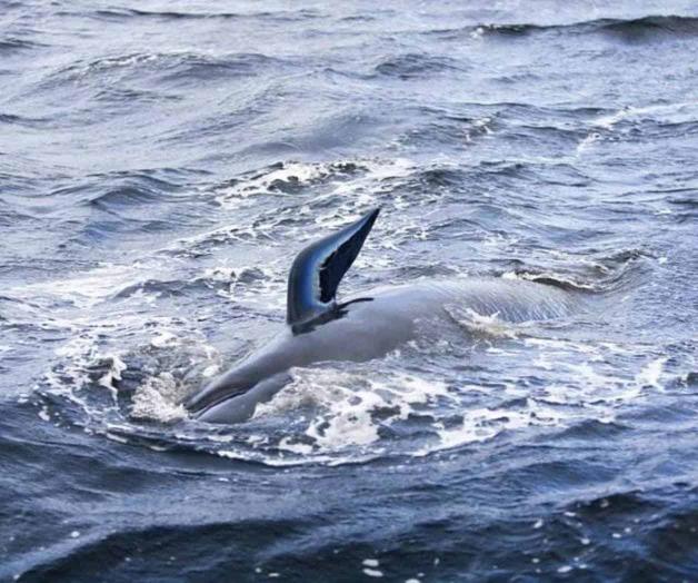 Rescatan a 88 de las ballenas varadas en Australia Rescatan a 88 de las ballenas varadas en Australia