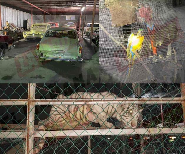 📸 Confiscan autos de lujo, dos tigres y aves exóticas 📸 Confiscan autos de lujo, dos tigres y aves exóticas
