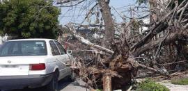 Invade ´jungla´ banquetas y calles en la zona centro