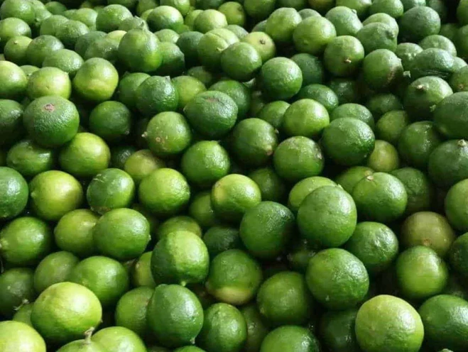 Limón de Veracruz para EU y Rusia; exportan más de 40 toneladas