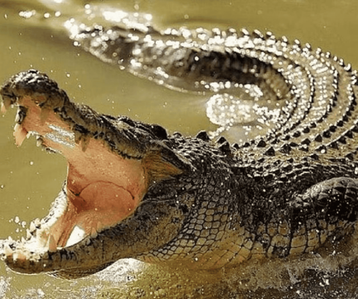 Madre arroja a su hijo con discapacidad a río infestado de cocodrilos en India