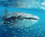 Reportan avistamiento de un ‘tiburón ballena’ en Hermosillo, Sonora