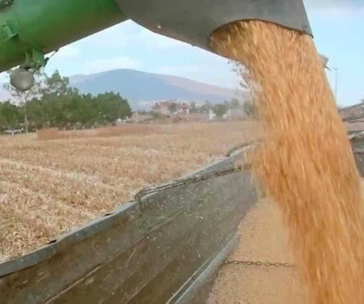 Piden ciencia para el maíz