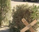 Reciclan árboles navideños