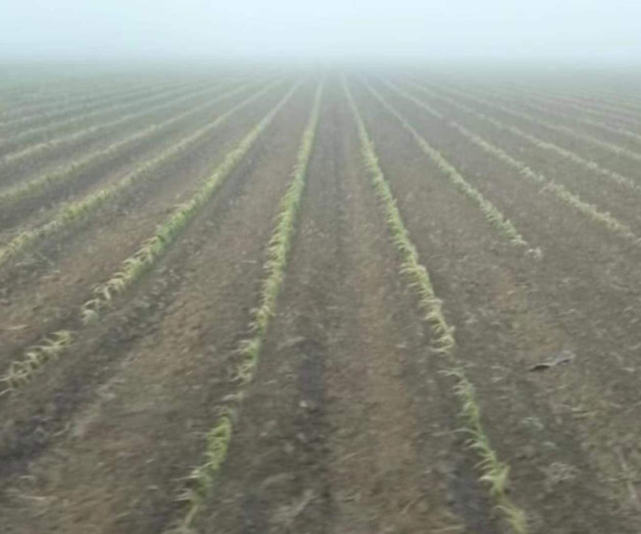 Renacimiento verde en los campos de Valle Hermoso gracias a la humedad