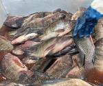 Asegura Salud supervisar venta de mariscos