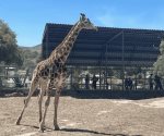 Llegada de una jirafa reticulada a Tuzoofari en Hidalgo