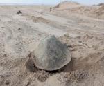 Piden a ciudadanos mantener la distancia: Anidan tortugas  en playa Bagdad