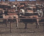 EU suspende exportación de ganado mexicano por 15 días