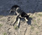 Recomiendan cuidado de mascotas por calor