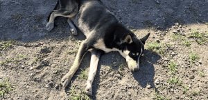 Recomiendan cuidado de mascotas por calor