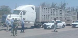 Aseguran un tráiler con ganado robado