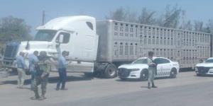 Aseguran un tráiler con ganado robado