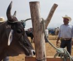 Actualización sobre la presencia del gusano barrenador