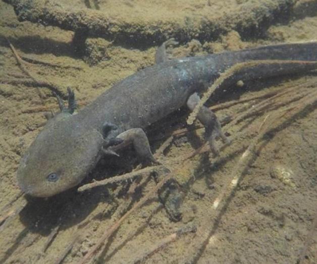 Estudio sobre la resistencia de los ajolotes a la quitridiomicosis