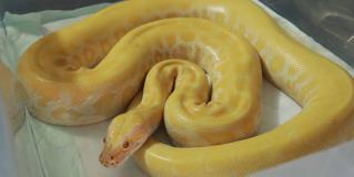 QUE HACER SI ENCUENTRAS UNA SERPIENTE EN TU CASA