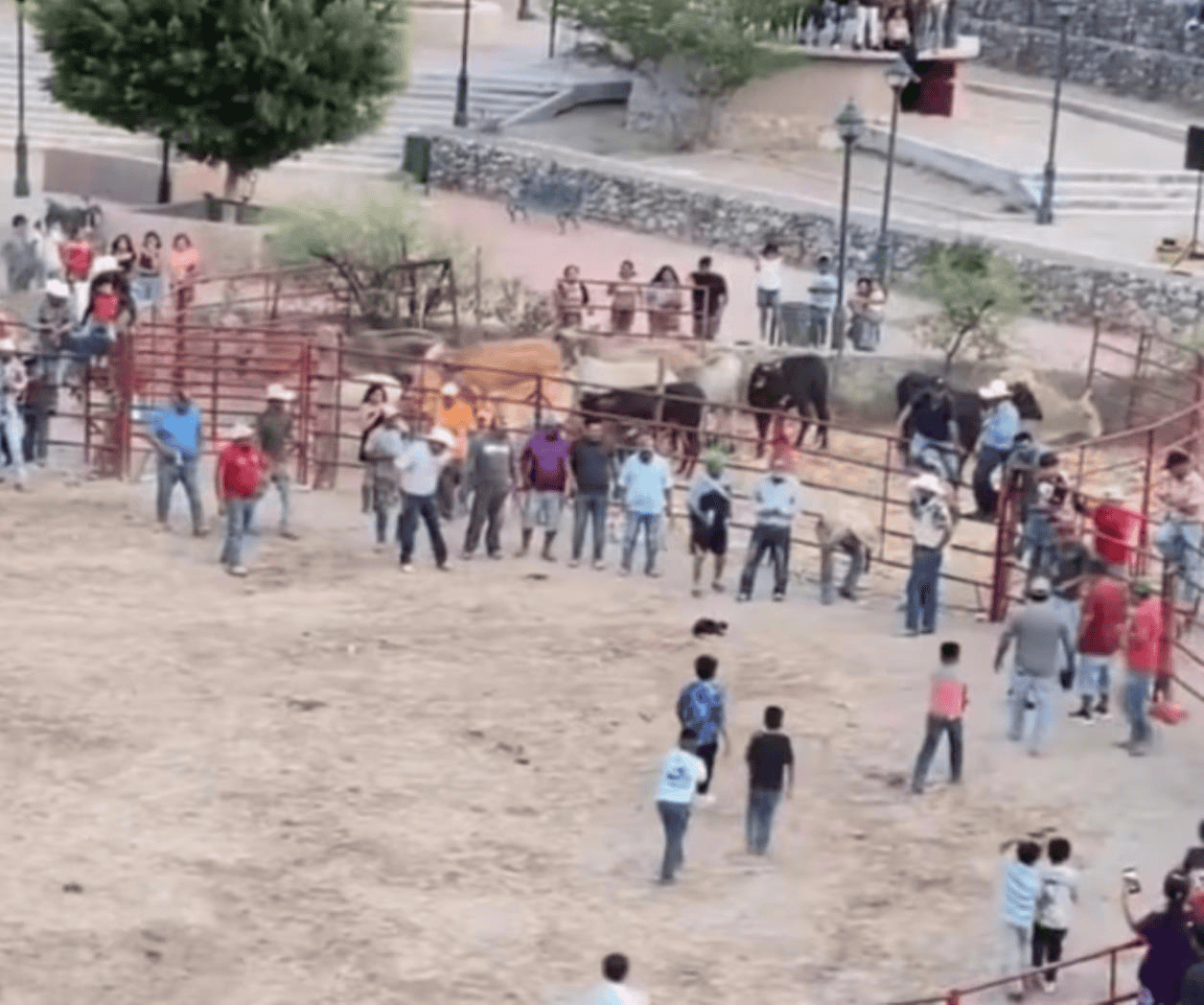 Caso de gatos atados a pirotecnia en rodeo de Guanajuato