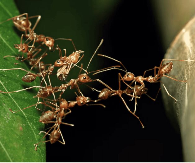 Lo que la arquitectura animal nos enseña sobre la evolución Lo que la arquitectura animal nos enseña sobre la evolución