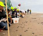 Liberan tortugas en playa Bagdad