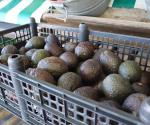 Se mantiene elevado el precio del aguacate