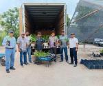 Entrega CONAFOR  otros 1,200 arbolitos