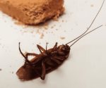 Así puedes eliminar las cucarachas con ingredientes de cocina