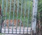Hallan ahora a tigre en Salinas Victoria