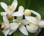 Qué es la flor de azahar y para qué sirve