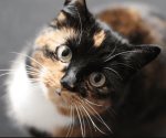 ¿Cómo quitar el olor de orina de gato en casa?; conoce algunos tips