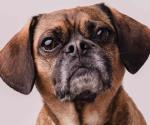 ¿Envejecimiento o signos de alerta en tu perro?