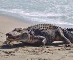 Alertan por cocodrilos en la playa