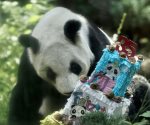Xin Xin celebra 35 años; miles festejan a la única panda gigante