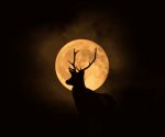 Luna de Ciervo; ¿cuándo y cómo disfrutar este evento astronómico?