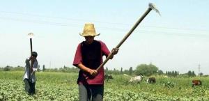Reveladas Violaciones Laborales a Jornaleros Legales en EU