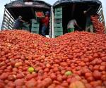 Aranceles a exportación de tomate mexicano podrían reducir empleos