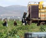 Especialistas demandan retorno de la agricultura por contrato en México