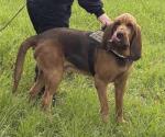 Indignación en Italia por la muerte de un perro policía tras ingerir comida con clavos