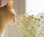 ¿Qué flores son tóxicas para tu gato?