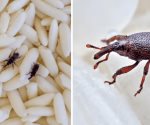 Los gorgojos, el insecto que afecta patrimonio de Hungría