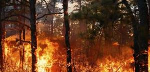 Aumentan daños por incendios forestales