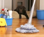 ¿Orina de perro y gato en casa?; así puedes limpiarla