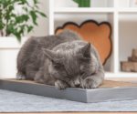 ¿Por qué los gatos arañan muebles?