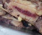 Verificará posible venta de carne en mal estado