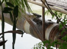 Tiene fuga más de 40 años y sigue desperdicio de agua