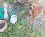 Exhortan autoridades  extremar cuidados con  mascotas ante el calor